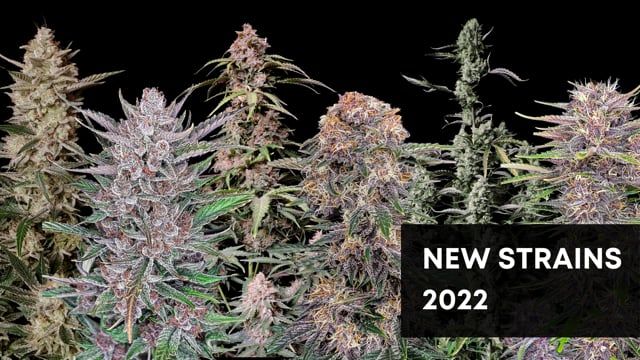 Fastbuds New Seeds 2022 Promo