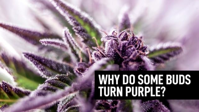 Why Do Some Plants Buds Turn Purple?
