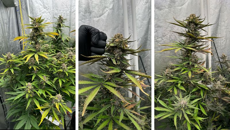 Gorilla Cookies Auto - How to Tell When Your Auto Is Flowering