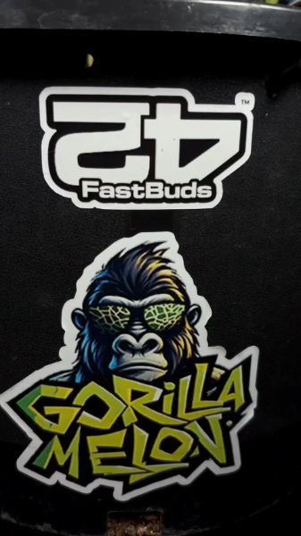 Discord Winner Gorilla Melon