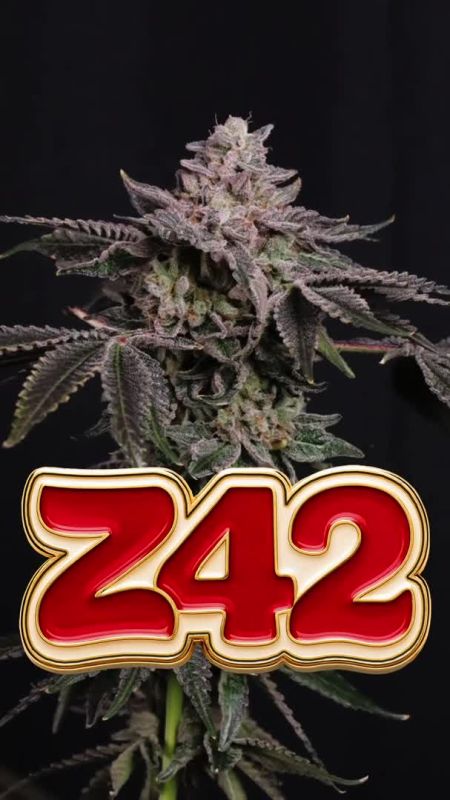 Z42 Fem Seed Review