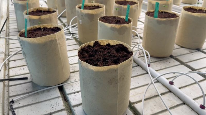Planting a Young Seedling of F1 Hybs