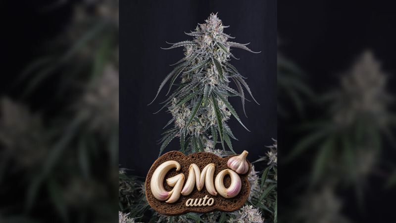 GMO Auto Optimized Overview