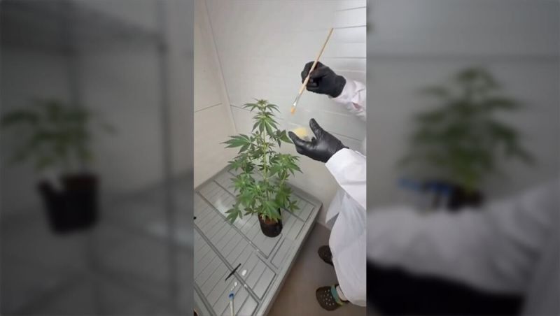 How to Store and Use Frozen Plants Pollen for Controlled Pollination