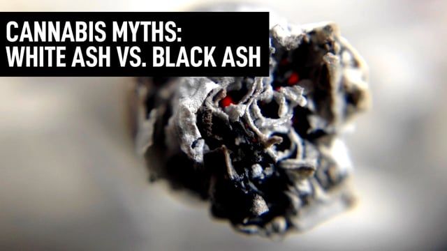 Plants Myths: White Ash vs. Black Ash
