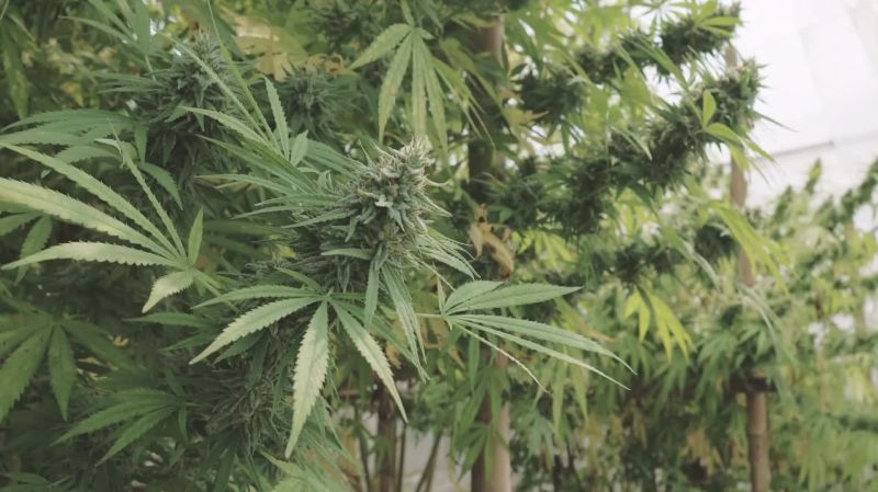 White Widow Seed Report Old