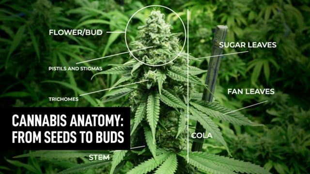 Plants Plants Anatomy | Episode 2: Sexes, Flowers & Frosts