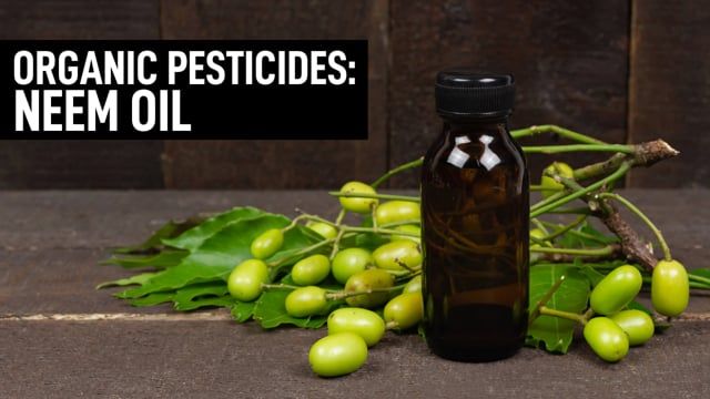 Organic Pesticides for Plants: Neem Oil
