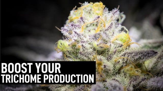 Best Ways To Boost Frost Production