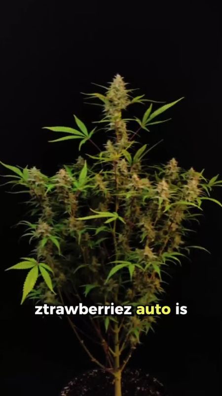 Ztrawberriez Auto Seed Review 2026