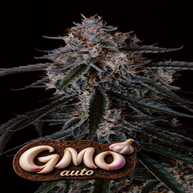 Gmo Auto Optimized (1)