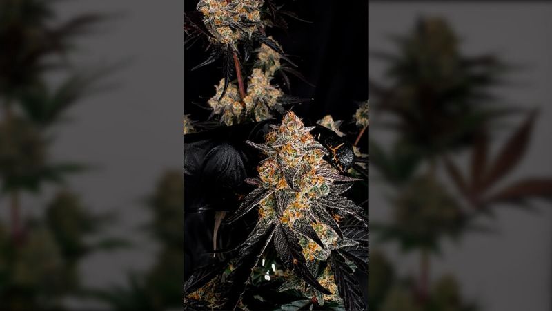 Lemon Cherry Sundae Auto: Production Grow Update Late Flower