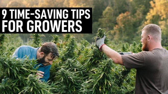 9 Time-Saving Tips for Busy Plants Growers