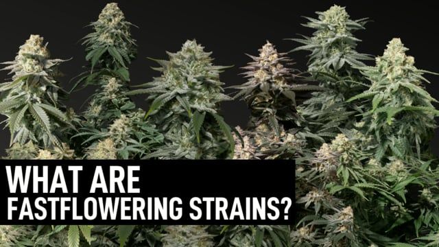 What are FF Seeds?