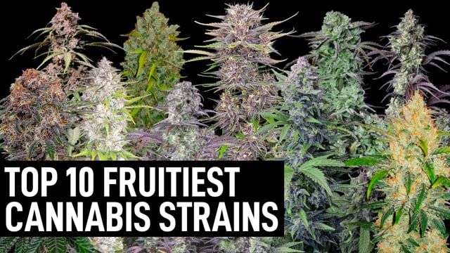 Top 10 Fruitiest Auto Plants Seeds