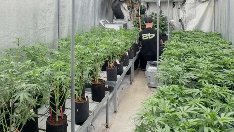 Cherry Cola Auto Breeding - Rows of Test Plants on Grow Benches