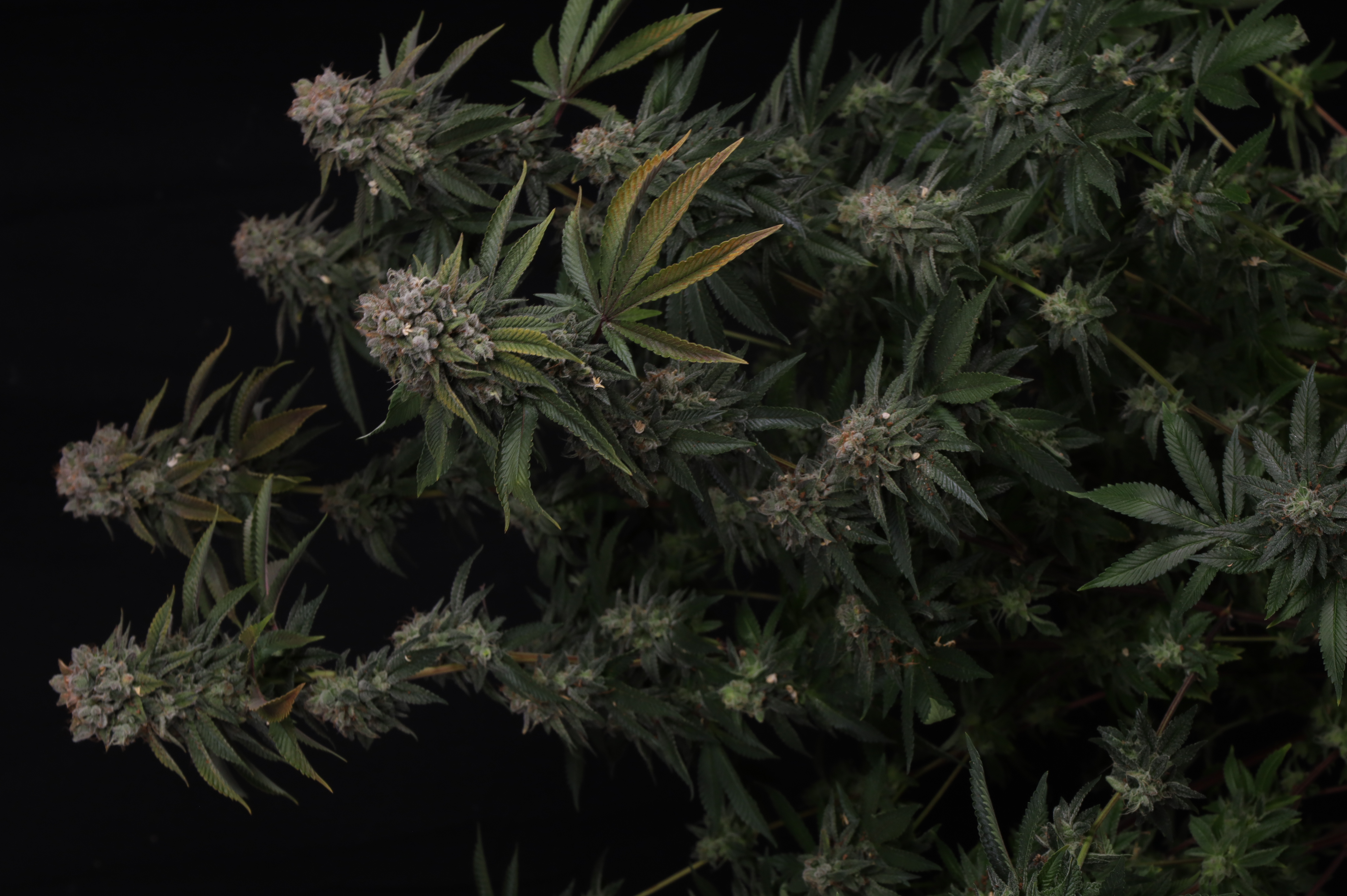 GG4