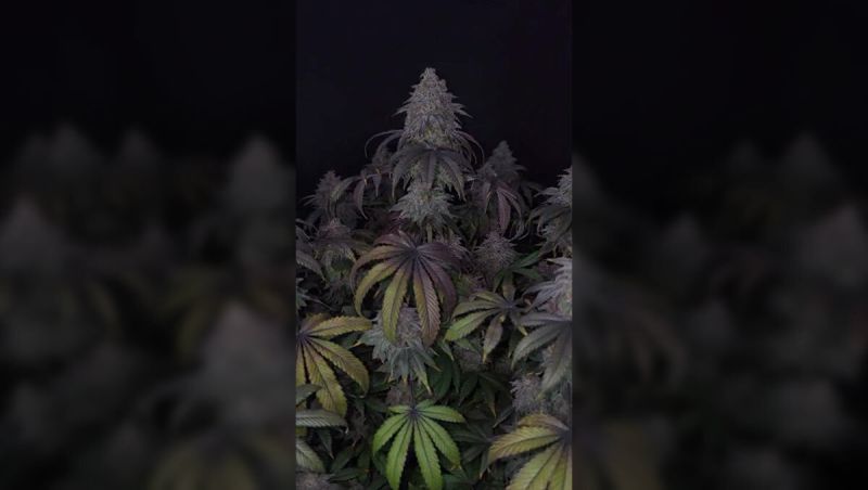 1st Place - Papayton Show Off - @Greenlife268 - 20 Seeds