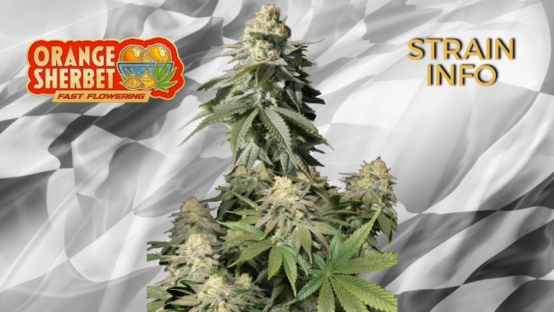 Orange Sherbet FF Seed Report Old