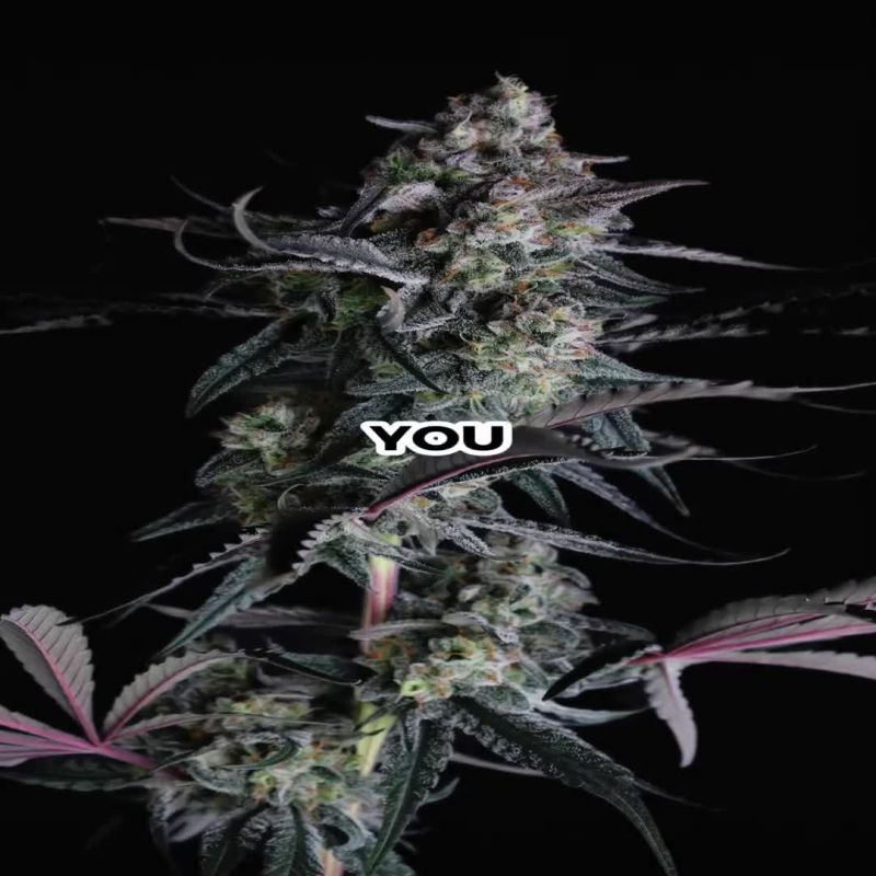 Pineapple OG Web Optimized