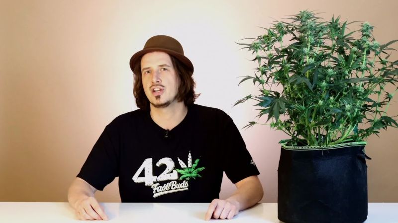 Wedding Glue Auto Seed Report Old