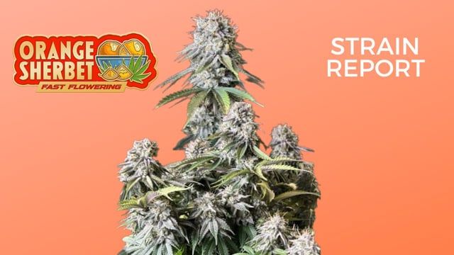 Orange Sherbet FF | Seed Review | Fast Buds