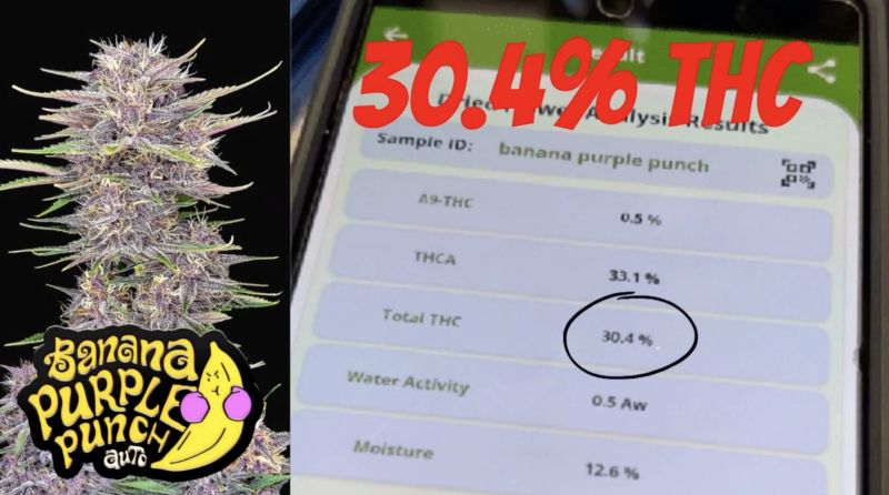 Banana Purple Punch testing 30 (Copy)