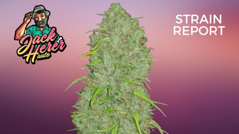 Jack Herer Seed Report Old