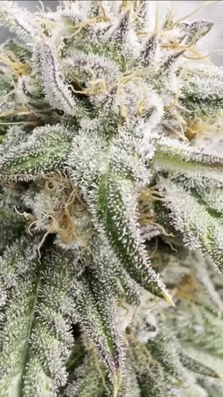 Papaya Sherbet at almost 7 weeks