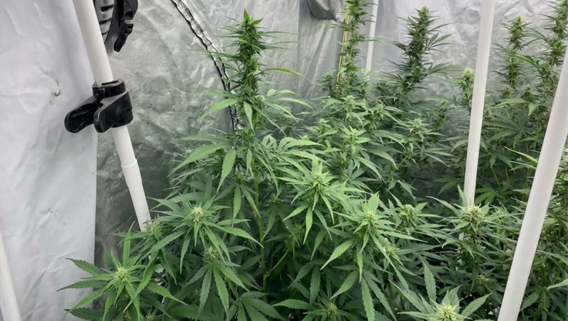 Gorilla Cookies Auto New Version - Plants in Pre-Flower