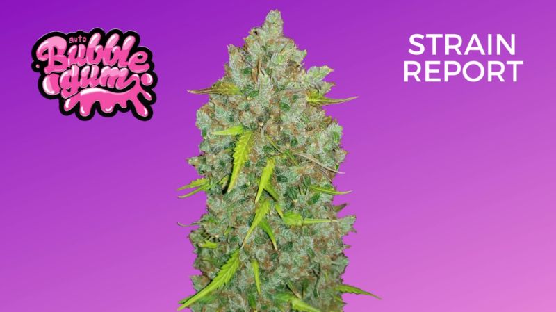 Bubble Gum Auto Seed Report Old