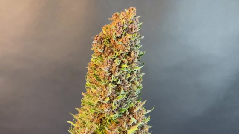 Ztrawberriez Auto Seed Report Old