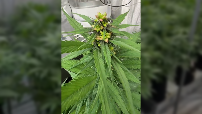 Lemon Cherry Cookies Auto: pollination setup & parent selection
