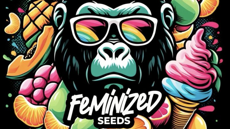 Fem Plants Seeds - Meet the Fast Buds Photoperiod Line