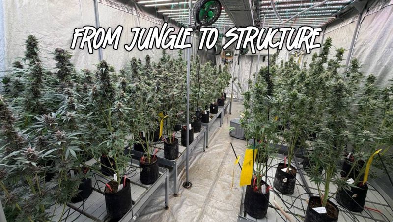 Lemon Cherry Cookies Growing Overview