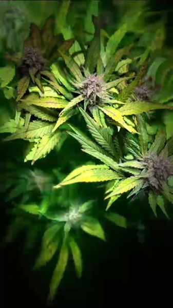 Discord Video of Multiple Fast Buds Seeds