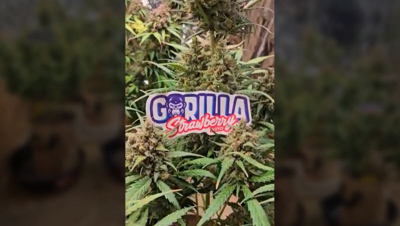 3Rd Place - Fast Buds Rf3 Mixed Seeds - Spacement Growmie
