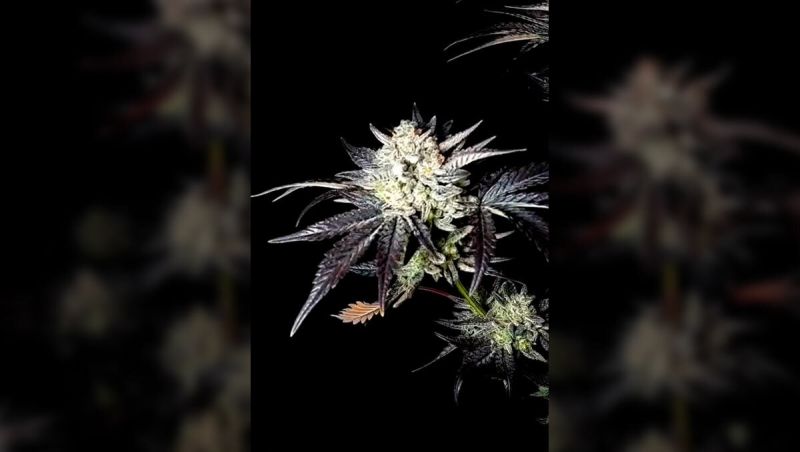 1st place - MENDO FROST - IslandFlavors