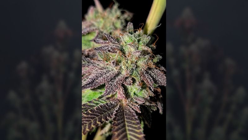 Garlic Mint Sherbet Merges Raw Power with Complex Aromas