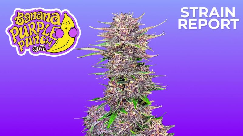Banana Purple Punch Seed Old Plant Report
