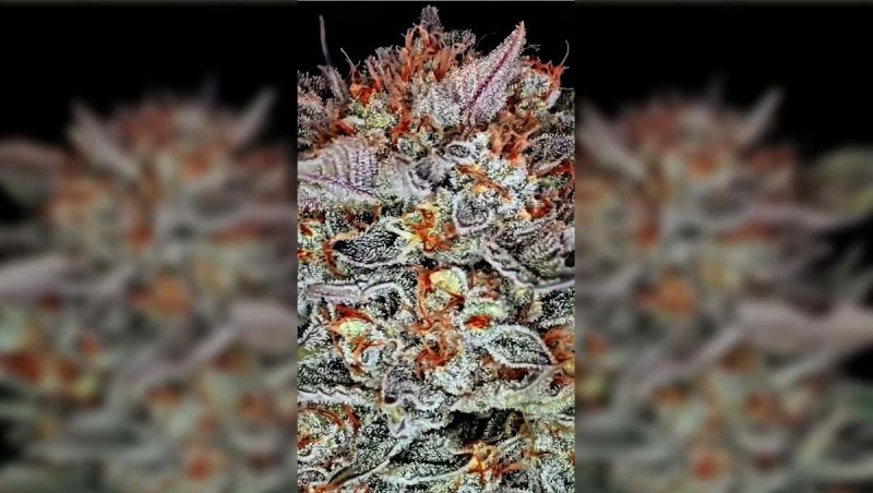 Fastbuds January Discor Winner