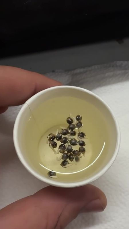 Soaking seeds FF and F.14 OPT
