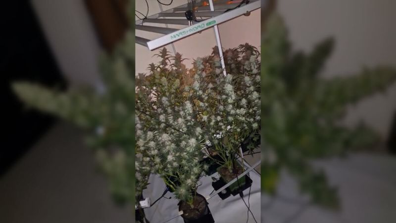 Multiple Fast Buds Seeds Pound Cake, Banana Purple Punch
