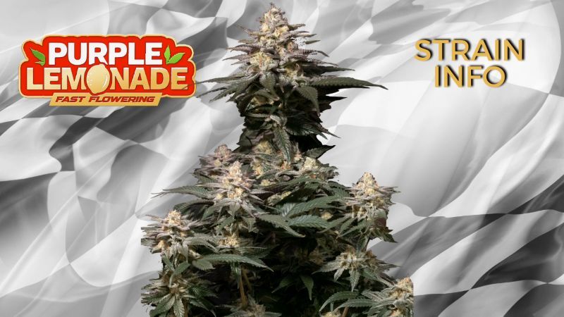 Purple Lemonade FF Seed Info