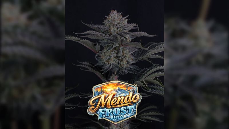 Mendo Frost Seed Report 2026