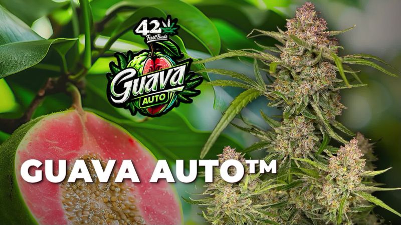 Guava Auto Seed Report Old