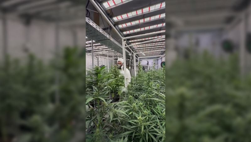 Refining Gorilla Cookies Auto Advancing the Next Generation