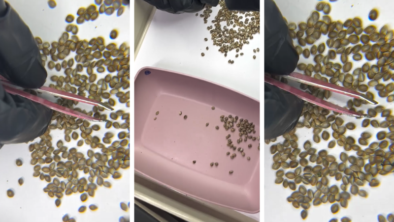 Our Quality Check Process