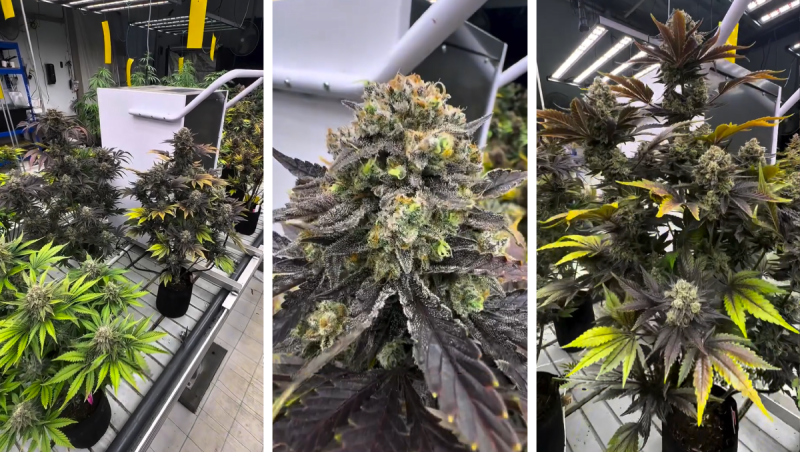 Doing a Pheno Check for Guava Auto RF3