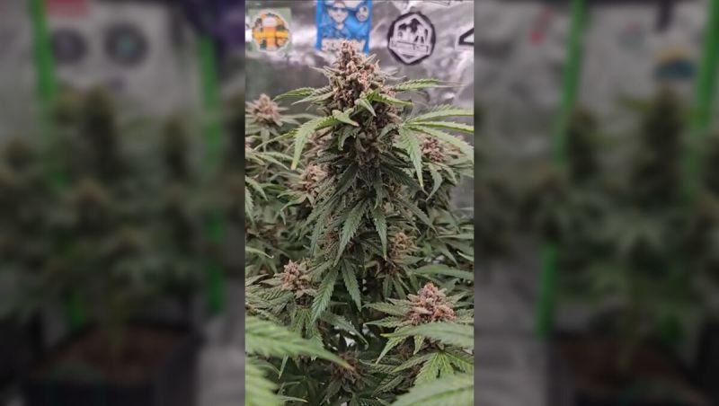 2nd Place - Cherry Cola RF3 Show Off - @513Grow - 15 Seeds